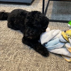 Meet your Posher, Brandy